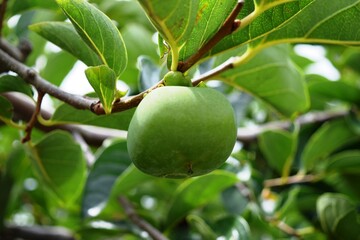 実り始めた青い柿 庄内柿