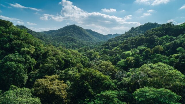 Expansive view of vibrant green tropical rainforest showcasing dense foliage and mountainous terrain under a bright midday sun with white fluffy clouds. - Powered by Adobe