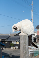 木の棒に登って遊ぶ野良猫
