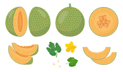 Fresh Melon fruit icons set. Whole melon, cut and pieces, leaves, flower and seeds. Organic fruit for juice, smoothie or vitamin healthy food. Vector illustration isolated on white background.