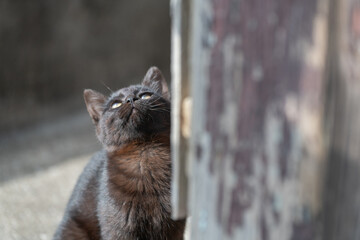 Obraz premium 座って見つめる可愛い子猫 