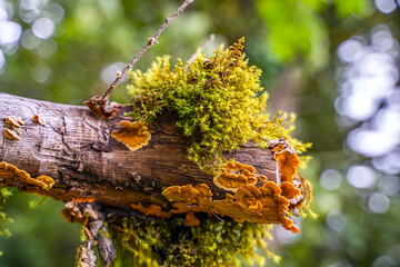 Moss and Turkey Tail Fungi on Fallen Tree in Forest