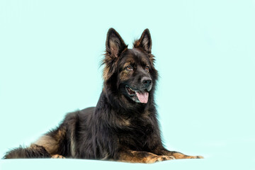 Relaxed old German shepherd dog in black and brown lying in studio