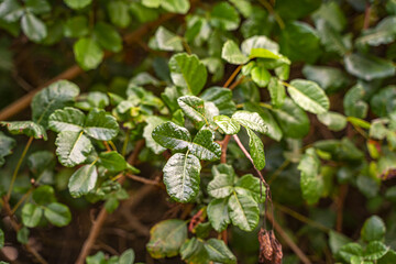 Poison Oak Leaves in Natural Habitat