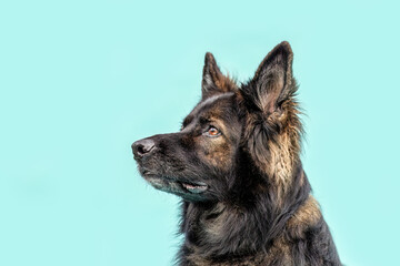 Profile view of old German shepherd dog in black and brown on blue studio background