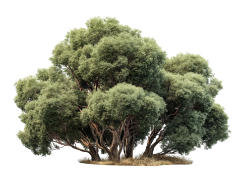 PNG of A lush, green bush with dense foliage, exuding a tranquil and serene vibe in natural tones.