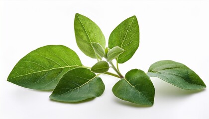Twig Of Green Ashwagandha Plant Isolated On White Background