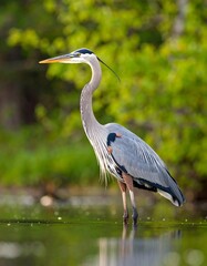 Obraz premium Heron wading in shallows