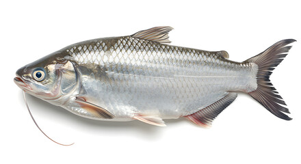 Pangasius catfish with shiny silver body and natural proportions, isolated on white background.