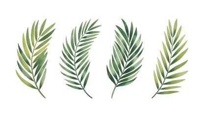 Tropical palm leaf watercolor set isolated on white. Vector watercolor palm foliage botanical collection.