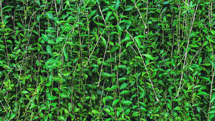 Full frame background of fresh green leaves with natural texture and vibrant color. Lush foliage background suitable for gardening, botany, environment, nature, or eco-friendly design concepts.