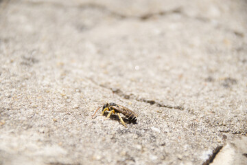 Close-up of a wild bee resting on a rough stone surface in bright sunlight. The small insect is sharply focused while the textured ground forms a soft background.