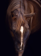 Elegant brown arabian crossbreed horse portrait with white blaze on black background