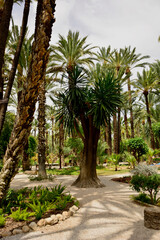 ścieżka i kamienne schody w egzotycznym ogrodzie z palmami, gaj palmowy w Elche, Botanical garden in Elche, Alicante, spain, path and stone steps in an garden, Huerto Del Cura Botanical Garden Palm  © kateej