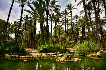 egzotyczny ogród ze stawem i wysokimi palmami, gaj palmowy w Elche, Botanical garden in Elche, Alicante, spain, Water pond and palm trees and cacti, Huerto Del Cura Botanical Garden Palm  © kateej