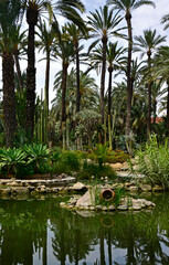 egzotyczny ogród ze stawem i wysokimi palmami, gaj palmowy w Elche, Botanical garden in Elche, Alicante, spain, Water pond and palm trees and cacti, Huerto Del Cura Botanical Garden Palm  © kateej