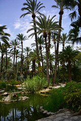 egzotyczny ogród ze stawem i wysokimi palmami, gaj palmowy w Elche, Botanical garden in Elche, Alicante, spain, Water pond and palm trees and cacti, Huerto Del Cura Botanical Garden Palm  © kateej