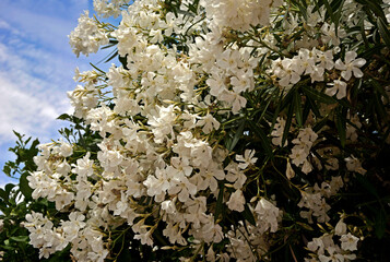 Oleander pospolity, białe kwiaty oleandra, kwitnący oleander, Nerium oleander, white oleander flowers, Bush with white flowers oleander	