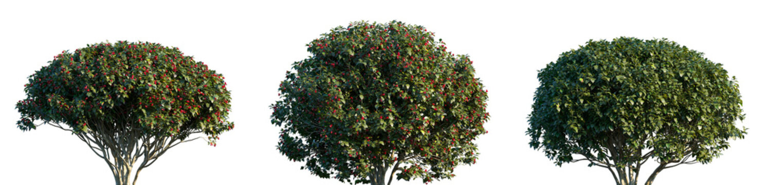 Set of Euonymus europaeus (or the European spindle tree) frontal isolated png on a transparent background perfectly cutout