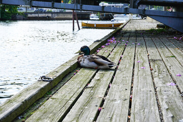 Resting mallard duck on a wooden pier by the river.
