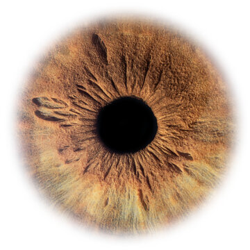 Brown Hazel Mixed Human Iris Isolated PNG with Transparent Background