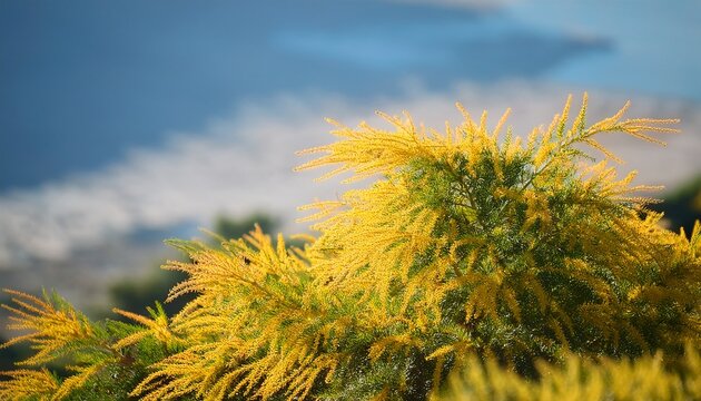 Tamarix Canariensis El Taray