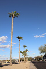 Skinny and tall tropical palms reaching for the sky along a residential street in a capital city of Phoenix, Arizona, copyspace