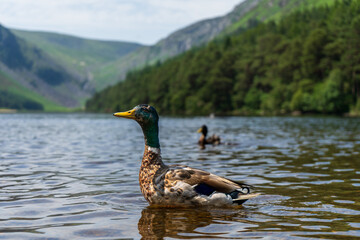 Wild duck swimming on lake