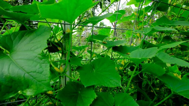 Close up of gherkin cucumber and moving camera away and backwards revealing arch shaped trellis full of blooming plants