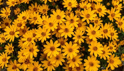 Close-up of vibrant yellow flowers (1)