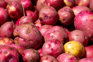 A pile of red potatoes at a Farmer's market 