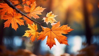 Close Up Of Vibrant Orange Maple Leaves On A Branch In Autumn Forest Setting With Soft Focus Background