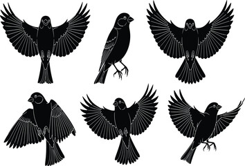 Bird, silhouette, flying, perched, wings, feathers, black, vector, illustration, sketch, flight, nature, wildlife, animal, posture, detailed, ornithology, species, motion, shadow