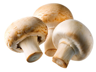 Fototapeta premium Three white and brown mushrooms on isolated on a transparent background food