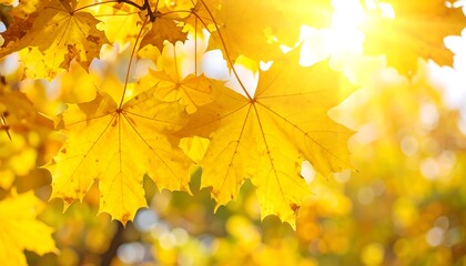Obraz premium Bright sunlight filters through vibrant yellow autumn leaves, creating a warm and inviting scene. The image evokes the feeling of fall