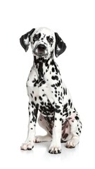 Dalmatian puppy sits, black and white spots