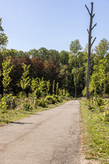 Obraz premium Asphalt path through nature park with tall bare tree