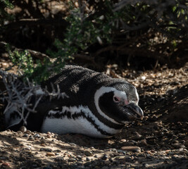 pinguino de magallanes , descansando luego de recorrer unos 6000 km de mar desde brasil . a la sombra de un arbusto y protegido contra los depredadores 