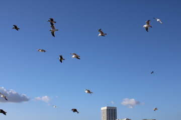 Flock of Seagulls
