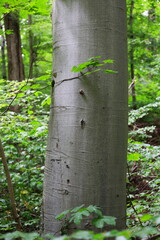 Buchenwald (Fagus) / Laubwald im Sommer / Wald
