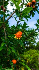Pomegranate fruit on a tree branch