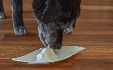 Old gray dog eating cottage cheese with yogurt from a bowl


