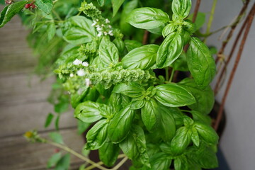 Flowering basil plant with delicate white blossoms and fresh green leaves, captured in natural light.