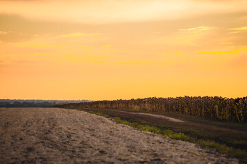 A wide, orange sunset over a harvested field next to a row of tall, withered sunflowers.