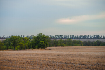 A peaceful, pastoral view of a treeline dividing a harvested field on a quiet evening.