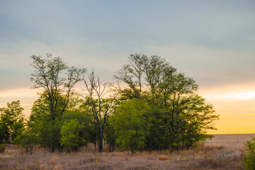 A cluster of green trees and leafless branches silhouetted against a vibrant, orange autumn sunset over a field.
