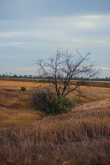 A single, bare tree with a few green shoots in a dry, autumn field during the calm twilight hour.
