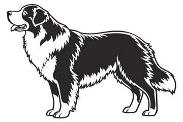 Bernese Mountain Dog Silhouette – Vector PNG, Transparent Background