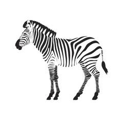 zebra vector illustration