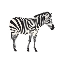 zebra vector illustration